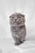 Gray Scottish Fold kitten from the Brooklyn collection, super cute and playful