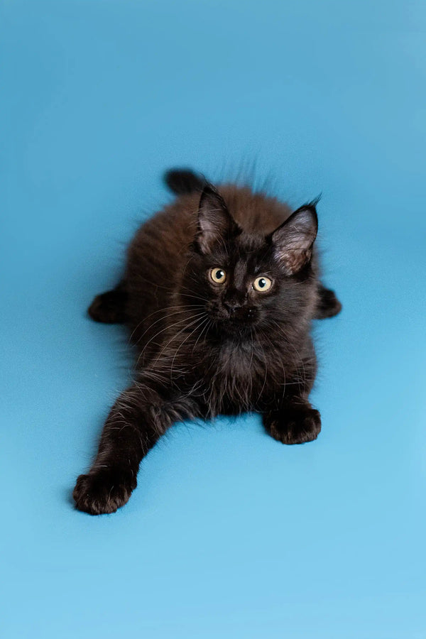 Dark brown Maine Coon kitten with fluffy fur and alert eyes for Brooks | Maine Coon Kitten