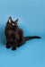 Black long-haired Maine Coon kitten with bright eyes sitting upright, ready for fun