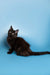 Cute black fluffy Maine Coon kitten with bright eyes on a blue backdrop