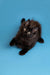 Fluffy black Maine Coon kitten with bright eyes lying on its back