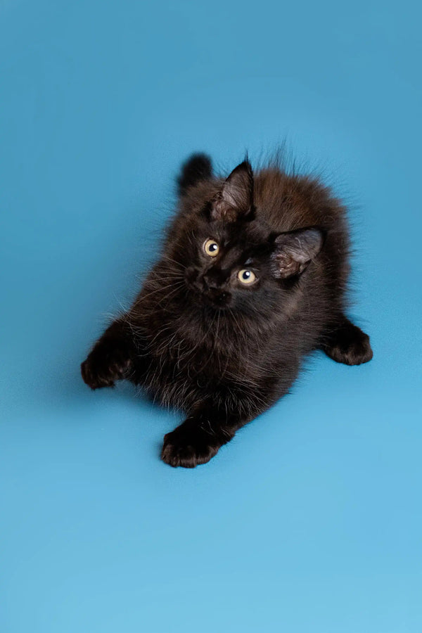 Fluffy black Maine Coon kitten with bright eyes lying on its back