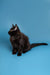 Black fluffy Maine Coon kitten with pointed ears sitting upright, adorable and playful