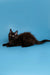 Black Maine Coon kitten with fluffy fur lounging cutely on a soft surface