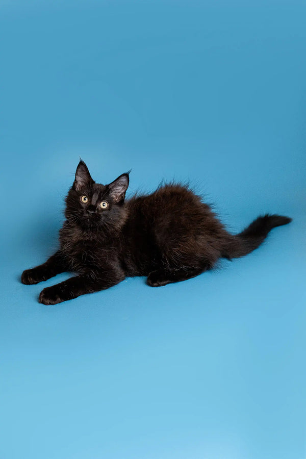 Black long-haired Maine Coon kitten with bright eyes lying on its stomach