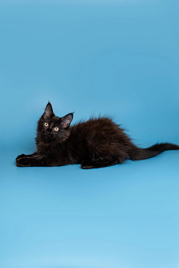 Black fluffy Maine Coon kitten with bright eyes lounging comfortably