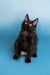 Black Maine Coon kitten with fluffy fur and alert expression in Brooks Maine Coon product