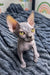 Hairless Sphynx kitten Bruno with yellow eyes and wrinkled gray skin