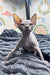 Hairless Sphynx cat with big ears lounging on a cozy blanket, perfect for Bruno