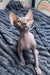 Hairless Sphynx kitten Bruno with bright yellow eyes and wrinkled pink skin