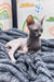 Hairless Sphynx cat named Bruno relaxing on cozy gray textured bedding