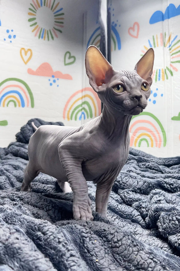 Hairless Sphynx cat named Bruno standing on a soft gray textured blanket