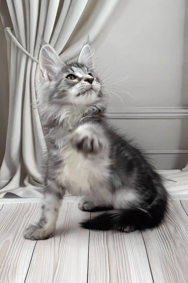 Bruno | maine coon kitten