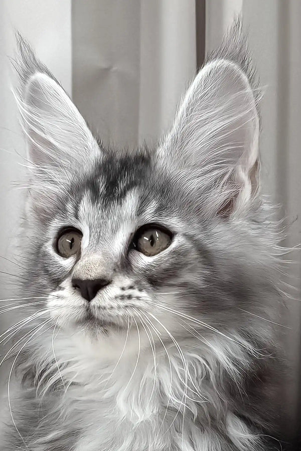 Bruno | maine coon kitten