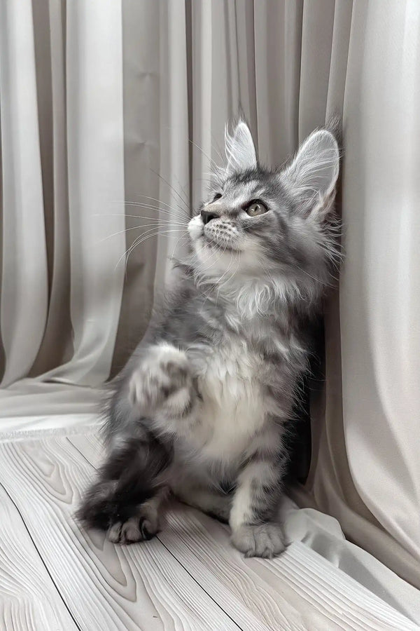 Bruno | maine coon kitten