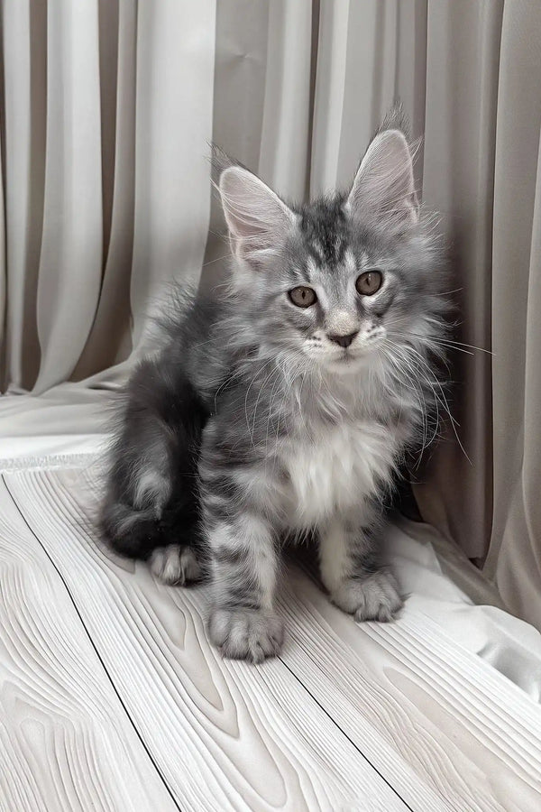 Bruno | maine coon kitten