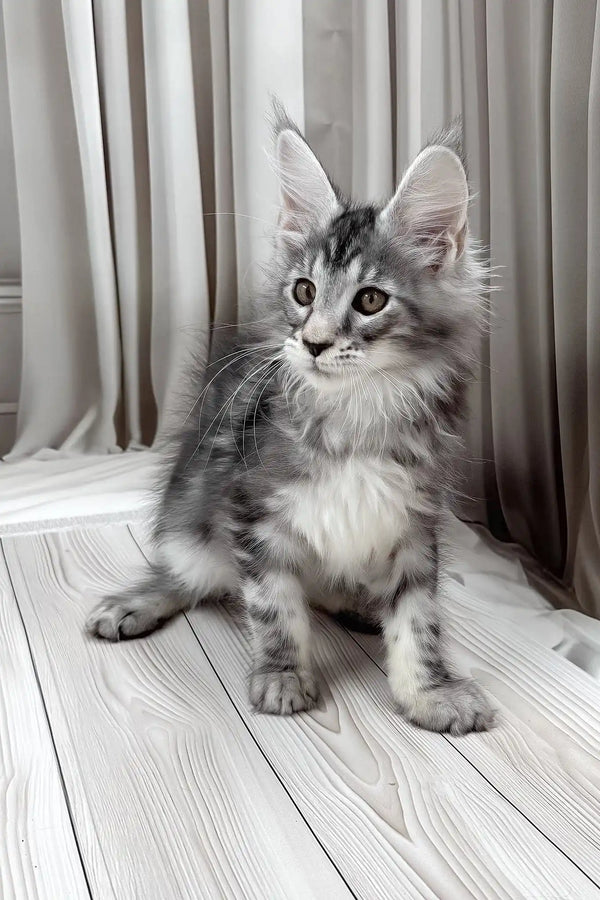 Bruno | maine coon kitten