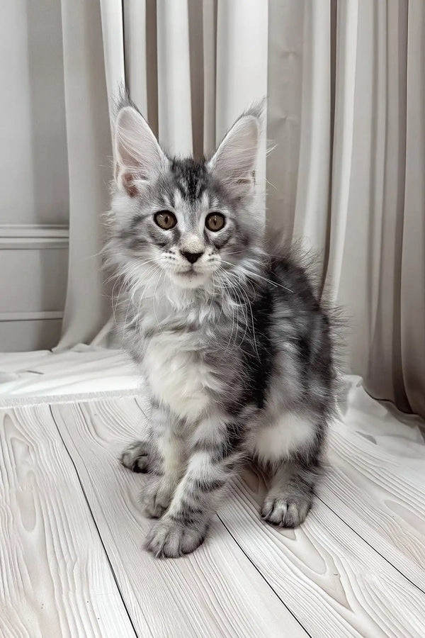 Bruno | maine coon kitten