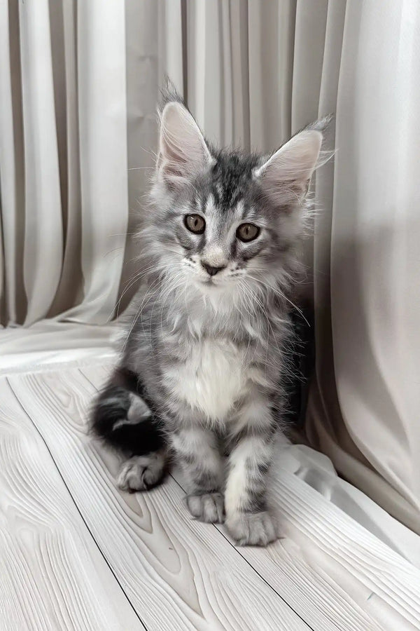 Bruno | maine coon kitten
