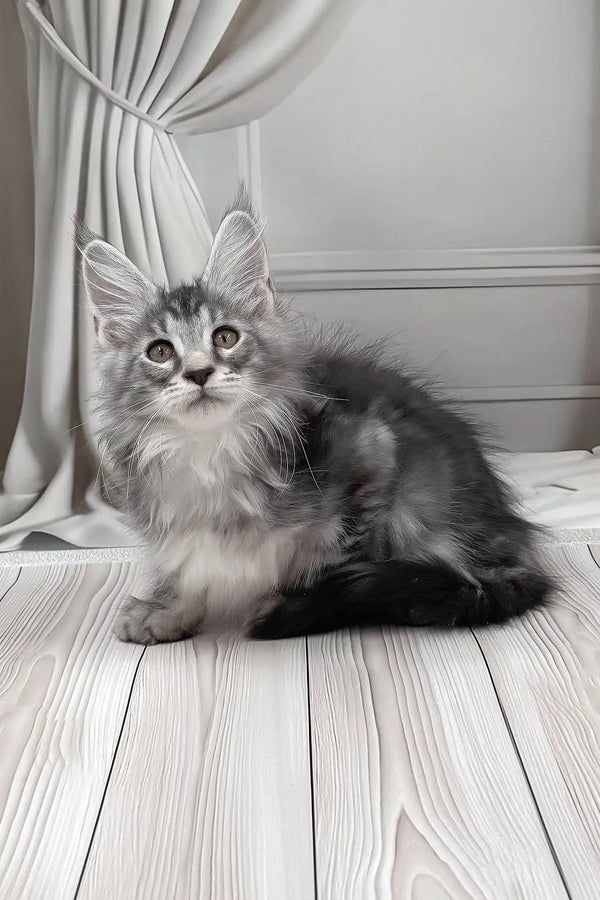 Bruno | maine coon kitten