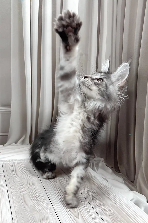 Bruno | maine coon kitten