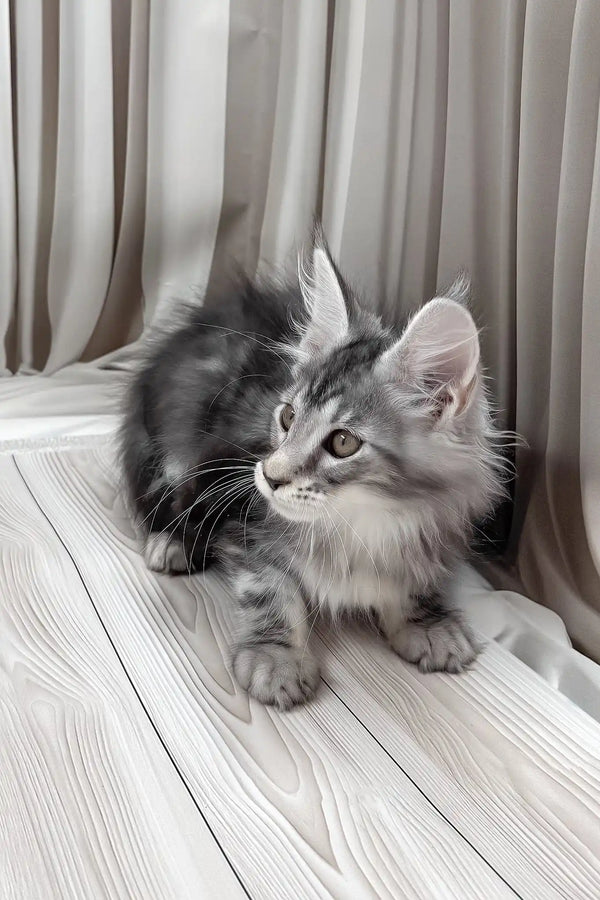 Bruno | maine coon kitten