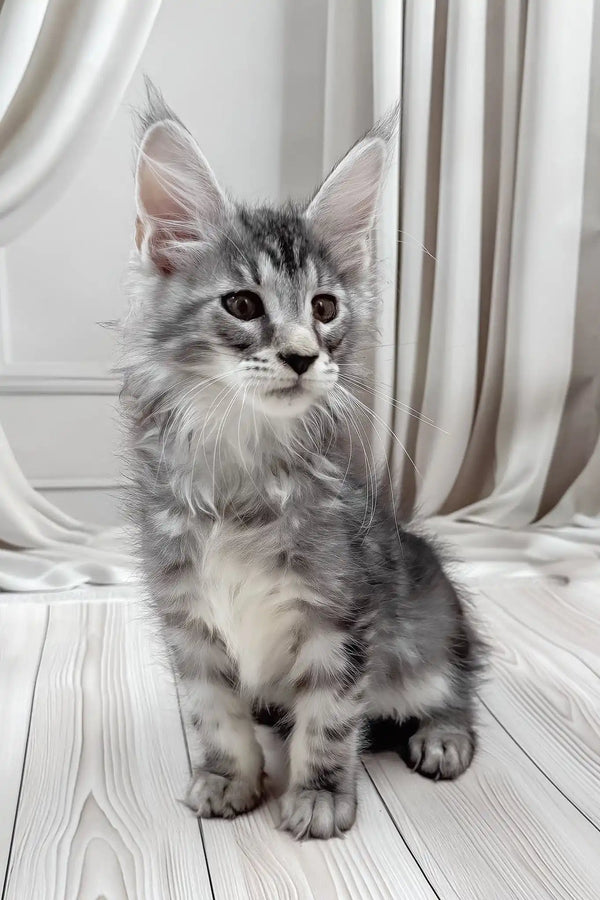 Bruno | maine coon kitten