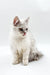 Adorable White Fluffy Maine Coon Kitten with Attentive Green Eyes, Bruno