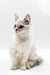 White Maine Coon kitten with striking red eyes sitting upright, adorable and captivating