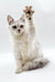 White Maine Coon kitten Bruno playfully raises one paw in the air