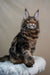 Maine Coon kitten Bruno with green eyes and fluffy tabby coat