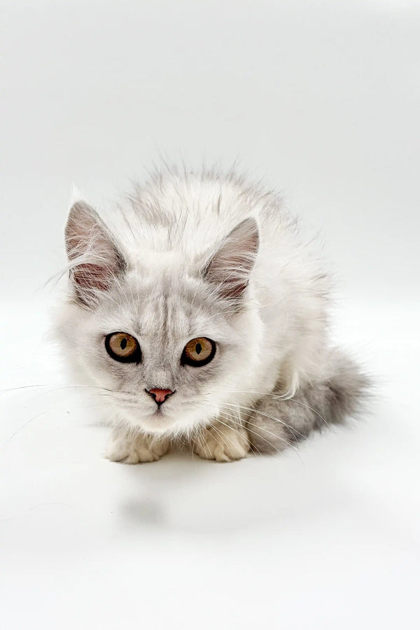 White fluffy Maine Coon kitten with bright eyes looking at the camera