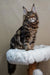 Maine Coon kitten Bruno sitting regally on a fluffy white perch