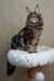 Maine Coon kitten Bruno with long fur and ear tufts lounging on a cat tree perch