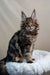 Bruno the Maine Coon kitten with long fur and cute ear tufts ready for adoption