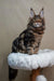 Maine Coon kitten Bruno showing off his fluffy coat and tufted ears on a plush surface
