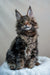 Adorable Maine Coon kitten Bruno with long fur and cute ear tufts