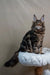 Maine Coon kitten Bruno with fluffy fur and ear tufts relaxing on a cozy perch
