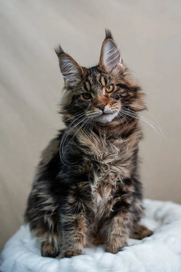 Majestic Maine Coon kitten Bruno with long fur and cute ear tufts