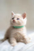 Cream-colored kitten named Bruno wearing a green collar, adorable Scottish Straight