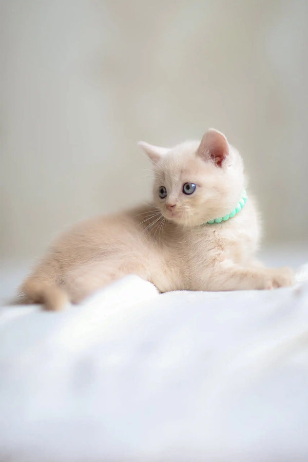 Light-furred Scottish Straight kitten named Bruno wearing a green collar