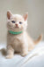 Light-furred kitten with a green collar, perfect for the Bruno Scottish Straight