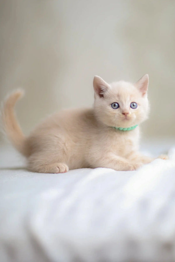 Light orange Scottish Straight kitten named Bruno with blue eyes and a green collar