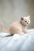 Peach-furred kitten with blue eyes from Bruno Scottish Straight Kitten collection