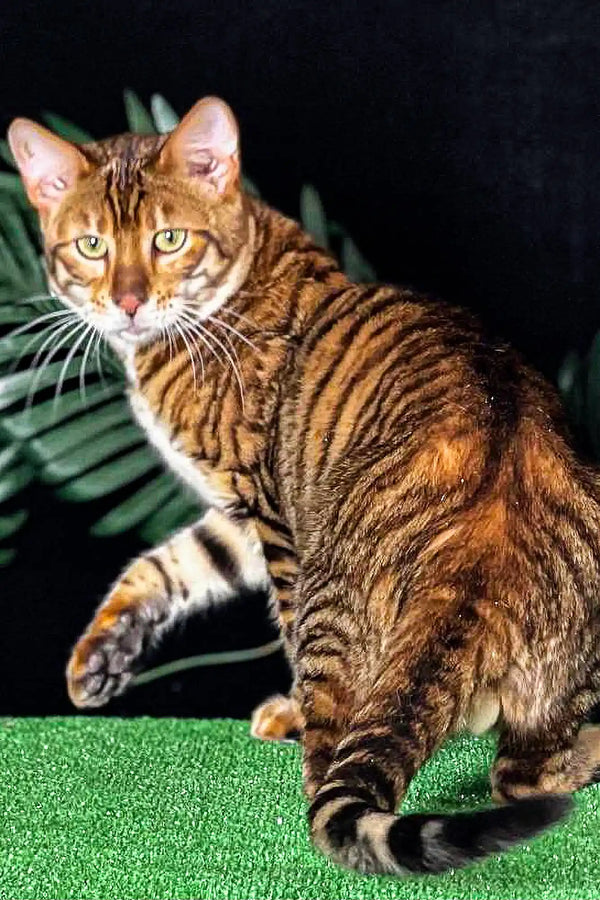 Bengal cat with golden-brown stripes and green eyes, perfect Toyger Kitten for you