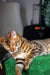 Bengal cat lounging on green surface, showcasing its stunning black mackerel tabby coat