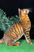 Striped orange tabby cat sitting up, gazing upward, perfect for a Toyger Kitten lover