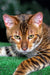 Bengal cat with green eyes and striped coat, perfect for a Toyger Kitten lover