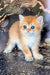 Adorable Scottish Straight Kitten with orange and white fur and bright blue eyes