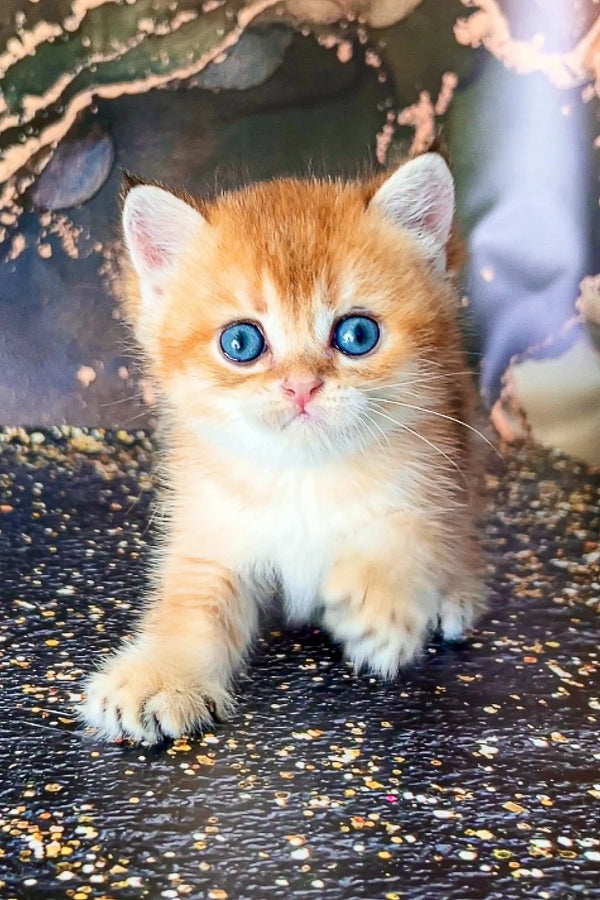 Adorable orange Scottish Straight kitten with stunning blue eyes for Brus product